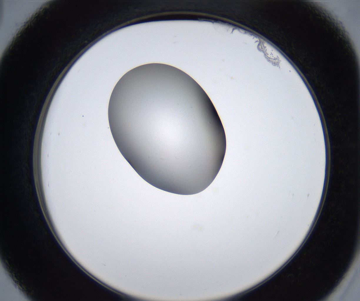 folderID277_plateID2277_batchID10784_wellNum39_profileID1_d2_r158715_ef.jpg