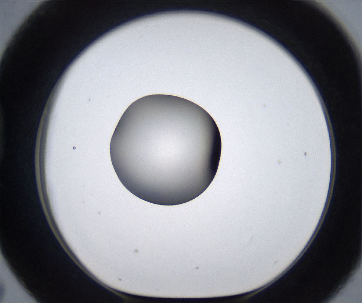 folderID277_plateID2277_batchID10784_wellNum43_profileID1_d1_r158722_ef.jpg