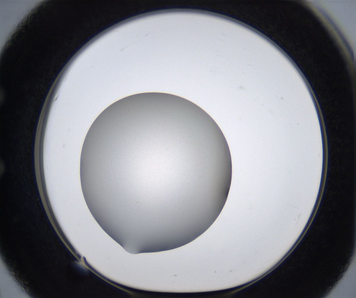 folderID277_plateID2277_batchID10784_wellNum51_profileID1_d1_r158738_ef.jpg
