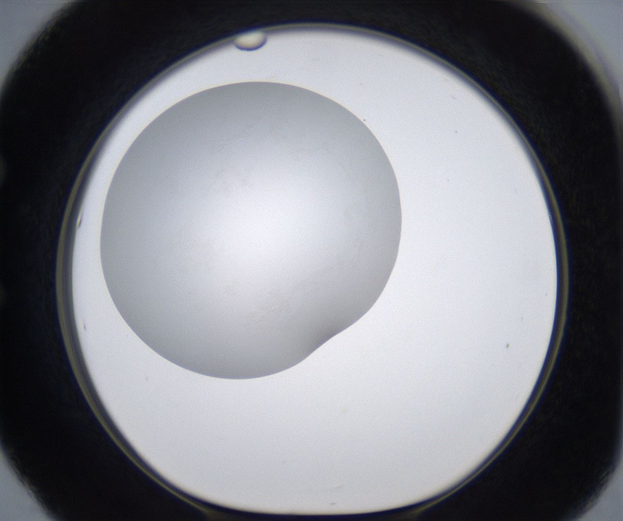 folderID277_plateID2277_batchID10784_wellNum53_profileID1_d1_r158742_ef.jpg
