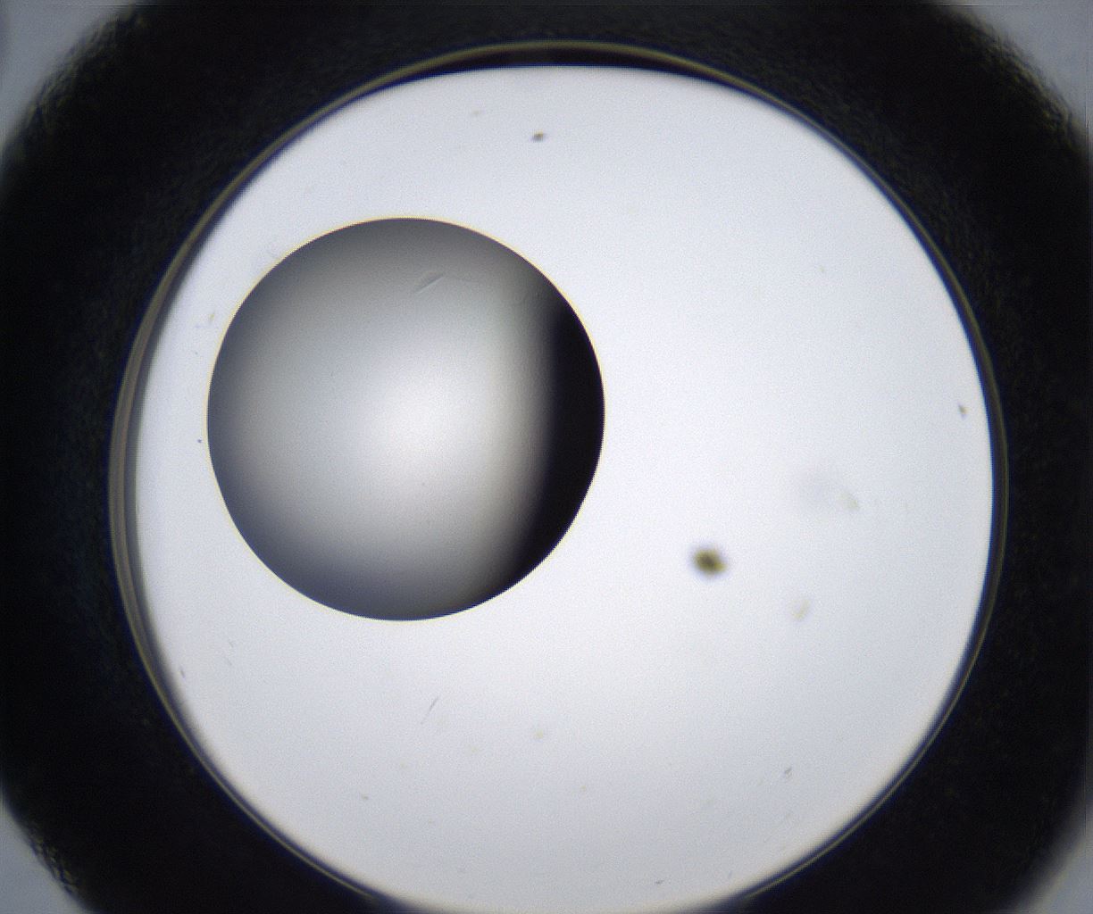 folderID277_plateID2277_batchID10784_wellNum56_profileID1_d2_r158749_ef.jpg