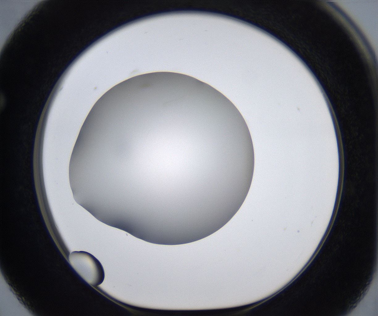 folderID277_plateID2277_batchID10784_wellNum63_profileID1_d1_r158762_ef.jpg