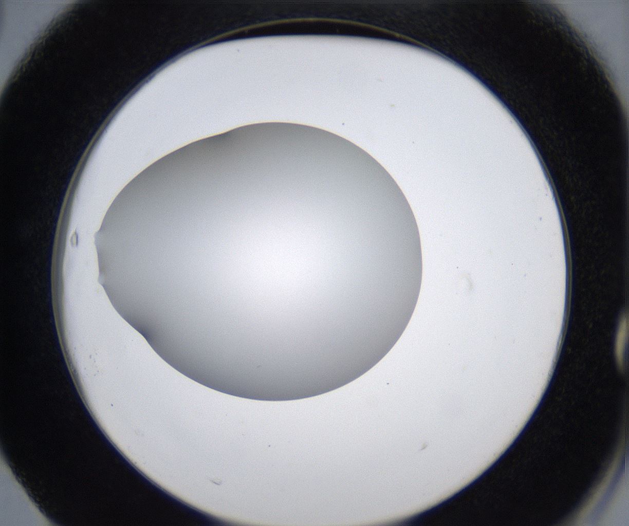 folderID277_plateID2277_batchID10784_wellNum63_profileID1_d2_r158763_ef.jpg