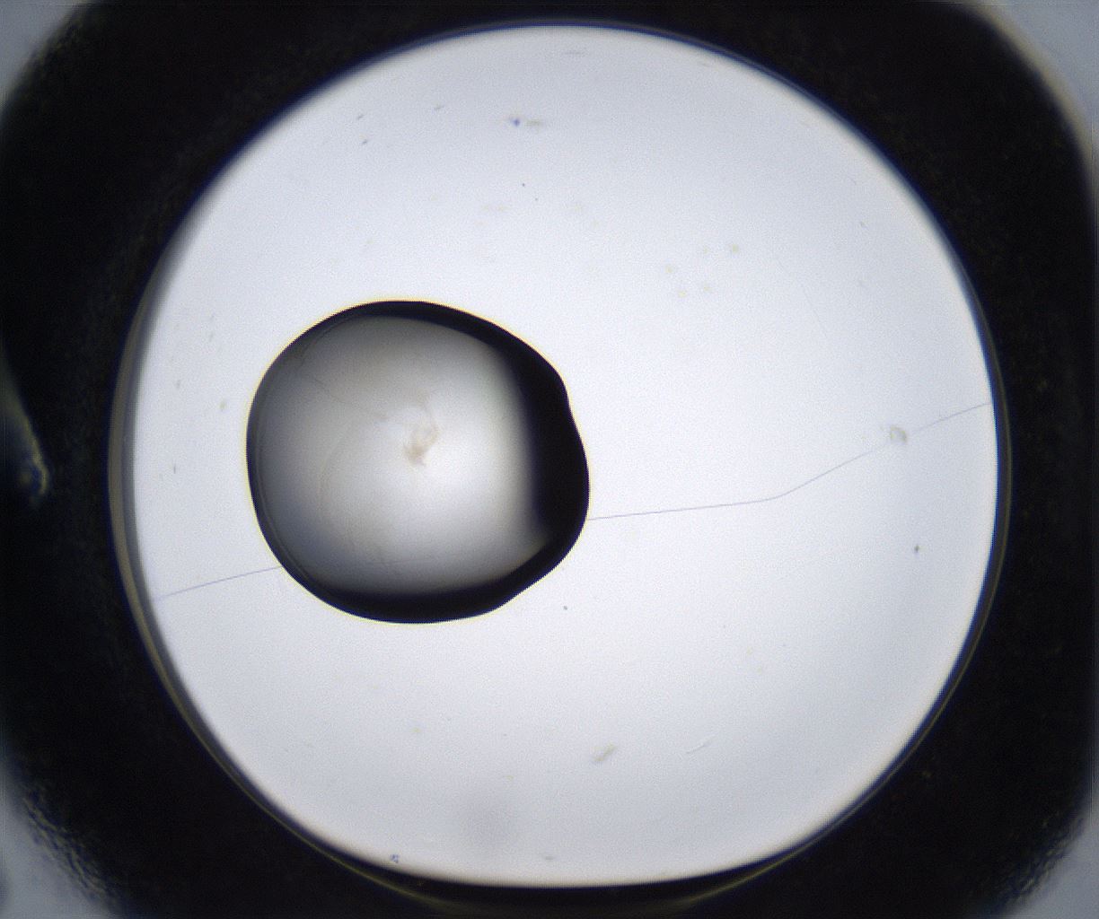 folderID277_plateID2277_batchID10784_wellNum6_profileID1_d1_r158648_ef.jpg