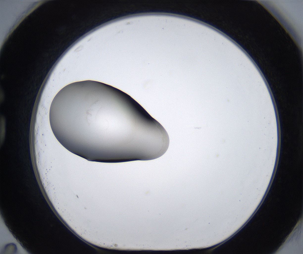 folderID277_plateID2277_batchID10784_wellNum83_profileID1_d1_r158802_ef.jpg