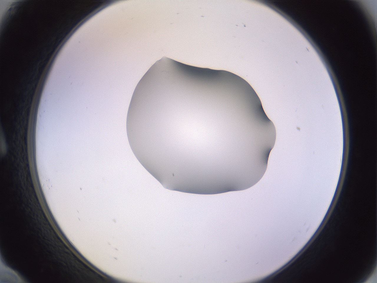 folderID278_plateID1278_batchID4168_wellNum10_profileID1_d1_r74122_ef.jpg