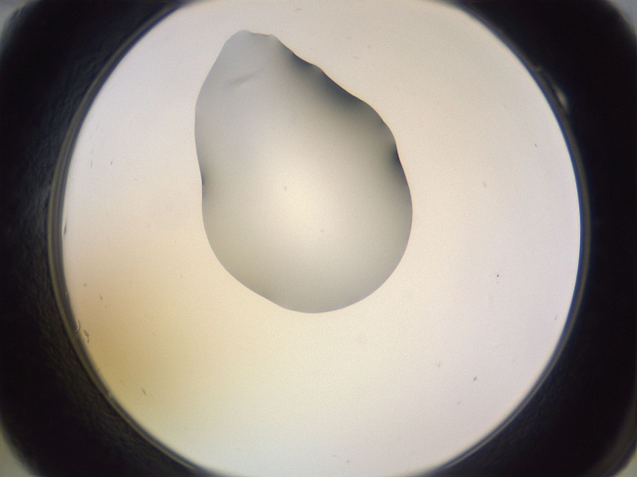 folderID278_plateID1278_batchID4168_wellNum10_profileID1_d2_r74123_ef.jpg
