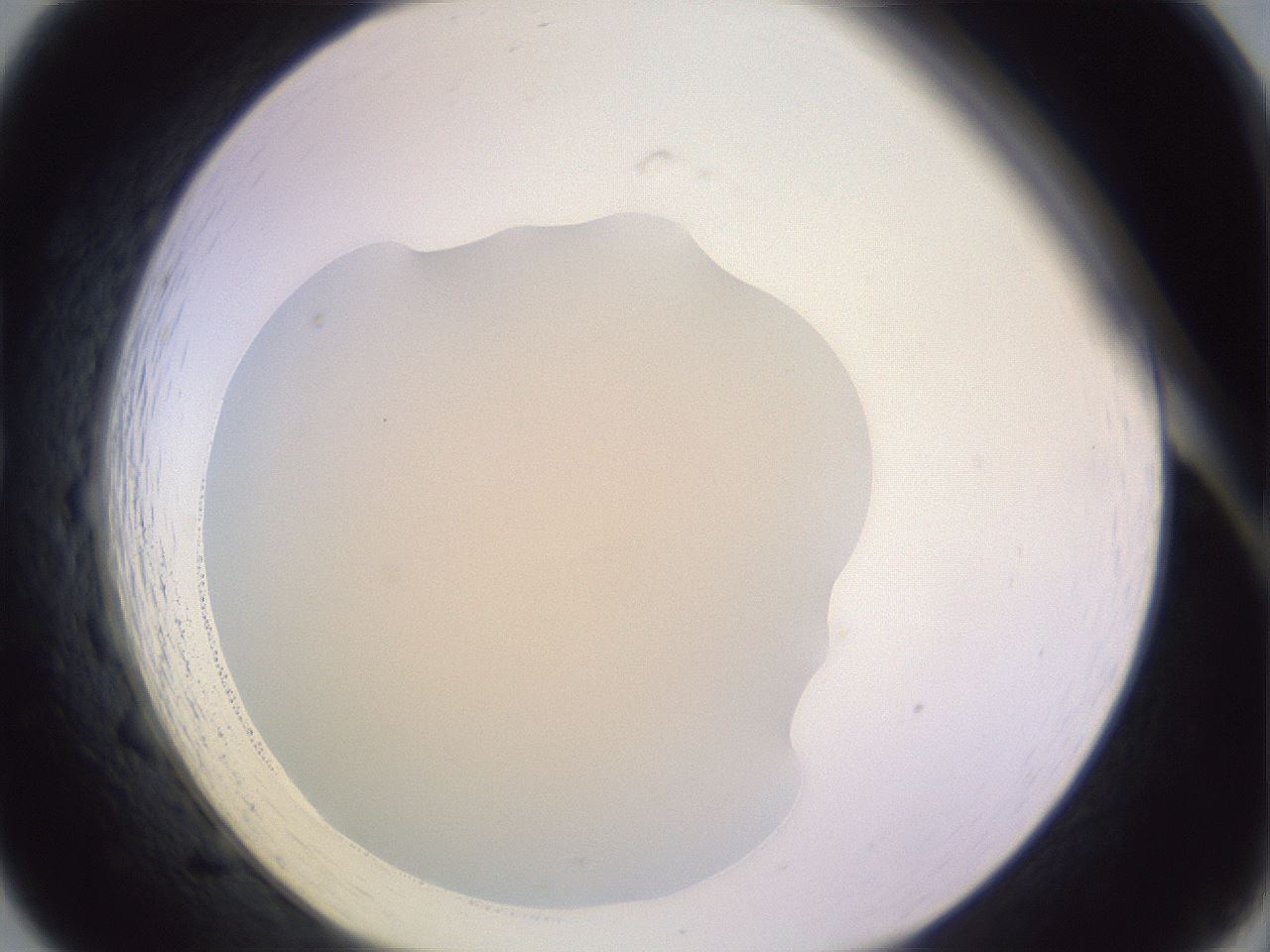 folderID278_plateID1278_batchID4168_wellNum19_profileID1_d1_r74140_ef.jpg
