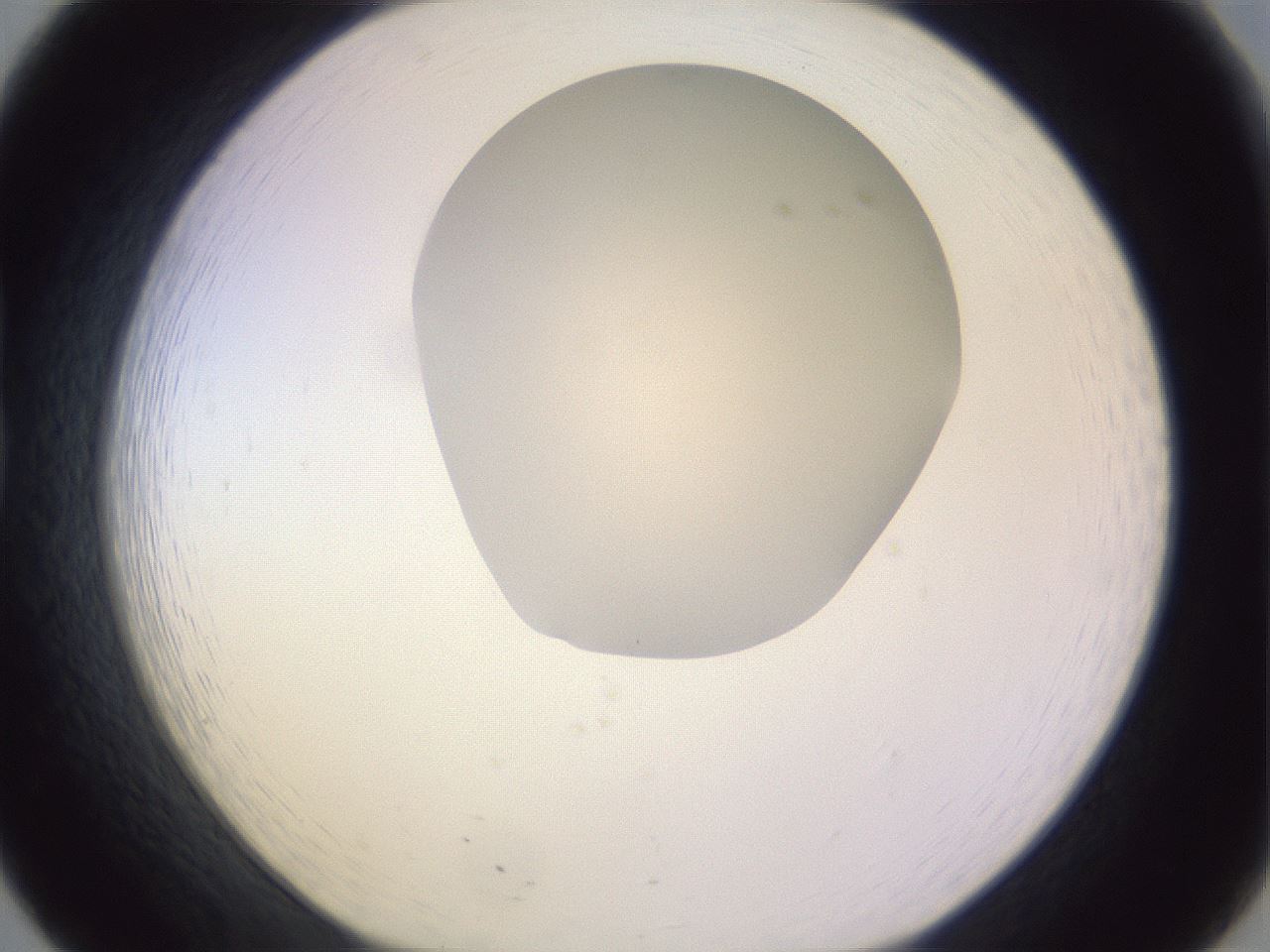folderID278_plateID1278_batchID4168_wellNum20_profileID1_d1_r74142_ef.jpg