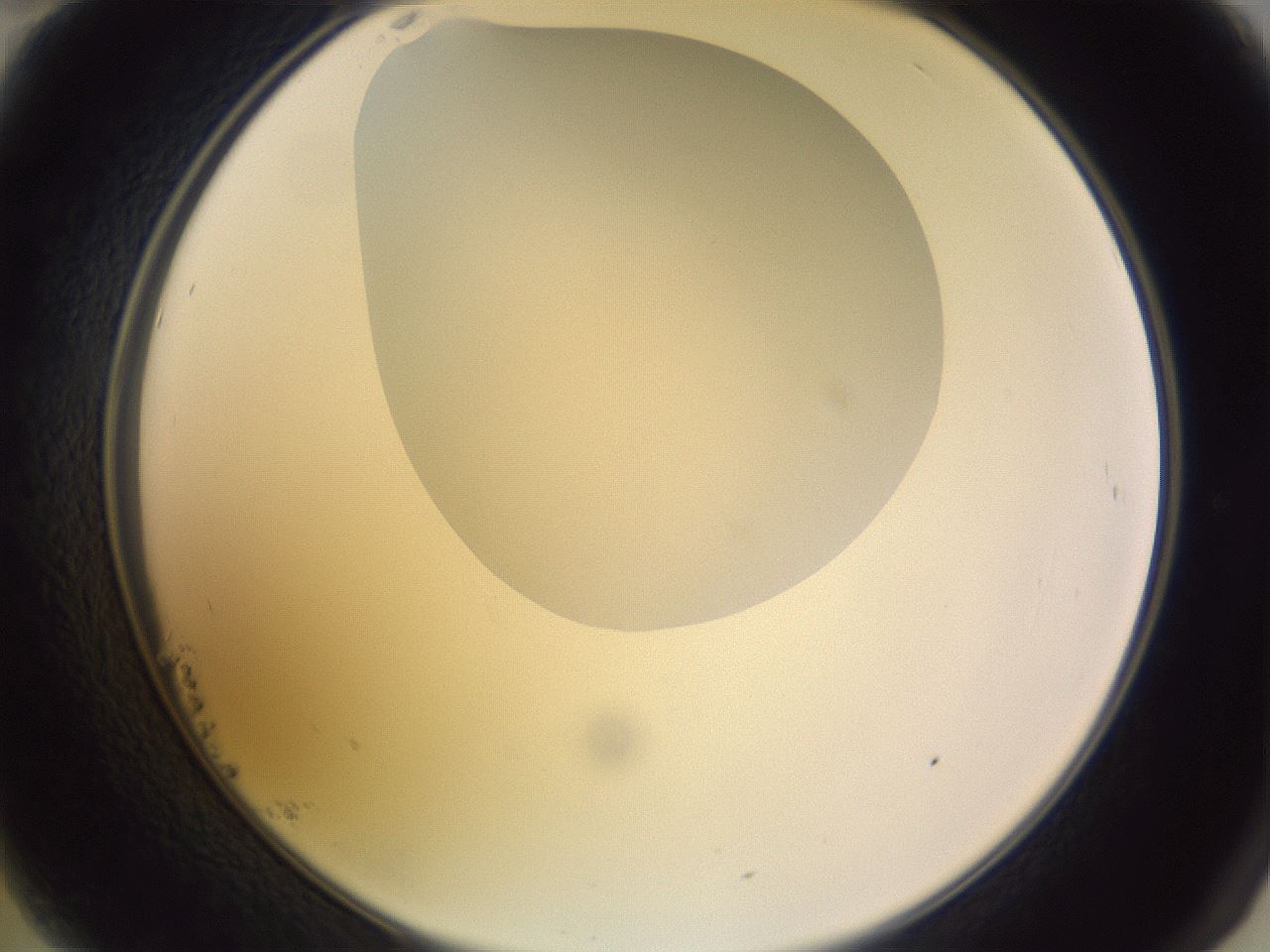 folderID278_plateID1278_batchID4168_wellNum23_profileID1_d2_r74149_ef.jpg