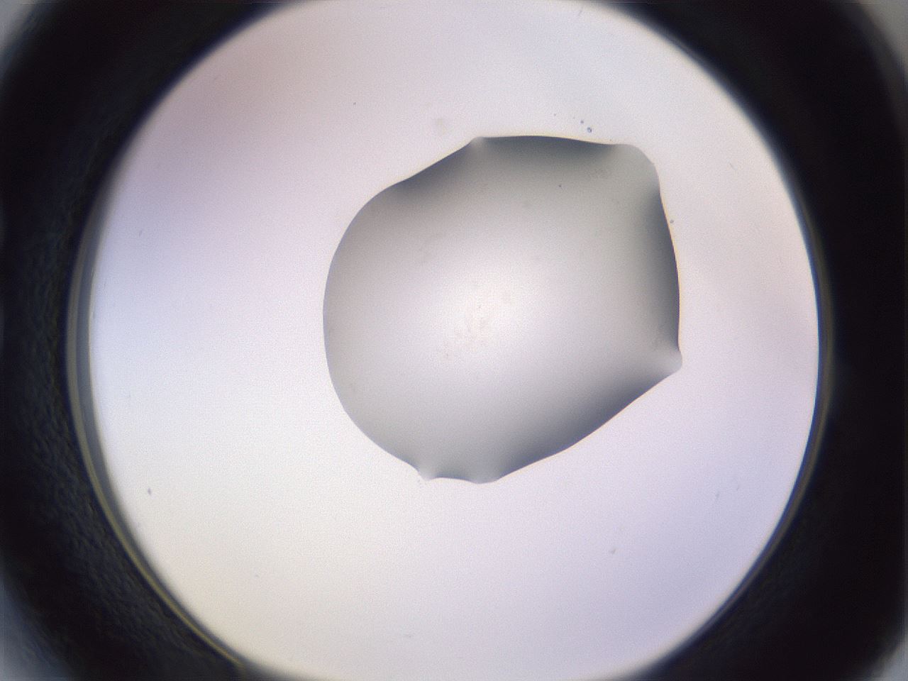 folderID278_plateID1278_batchID4168_wellNum27_profileID1_d1_r74156_ef.jpg