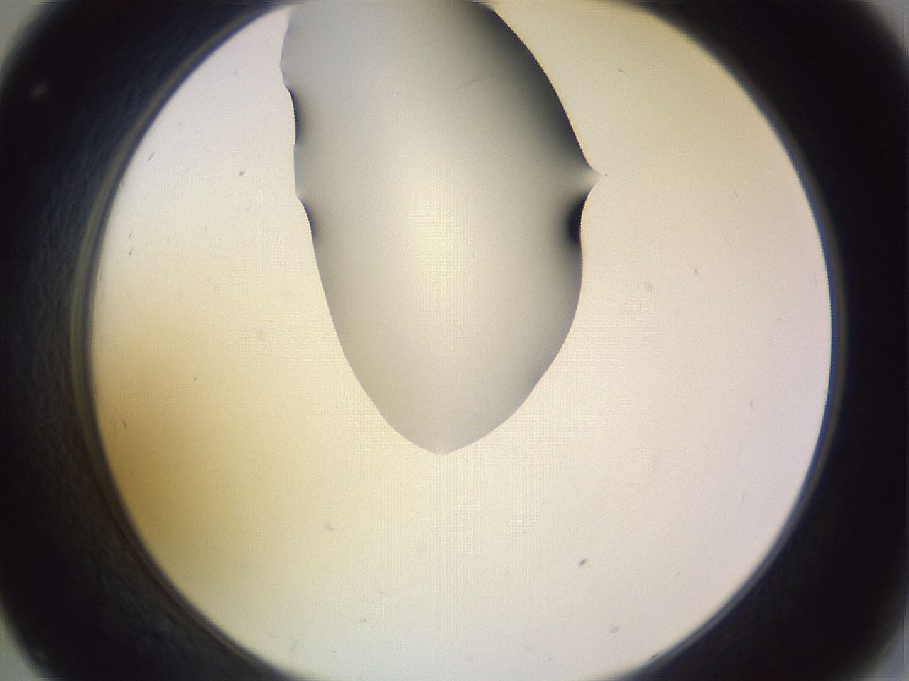 folderID278_plateID1278_batchID4168_wellNum32_profileID1_d2_r74167_ef.jpg