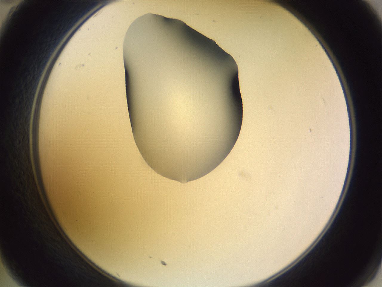 folderID278_plateID1278_batchID4168_wellNum35_profileID1_d2_r74173_ef.jpg