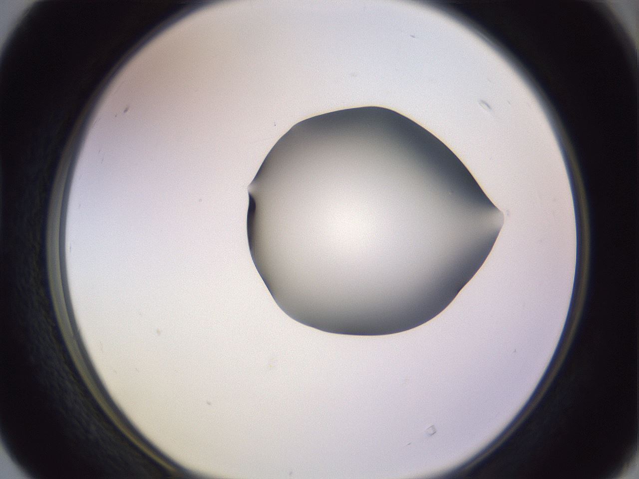 folderID278_plateID1278_batchID4168_wellNum40_profileID1_d1_r74182_ef.jpg