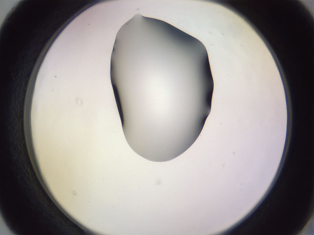 folderID278_plateID1278_batchID4168_wellNum40_profileID1_d2_r74183_ef.jpg