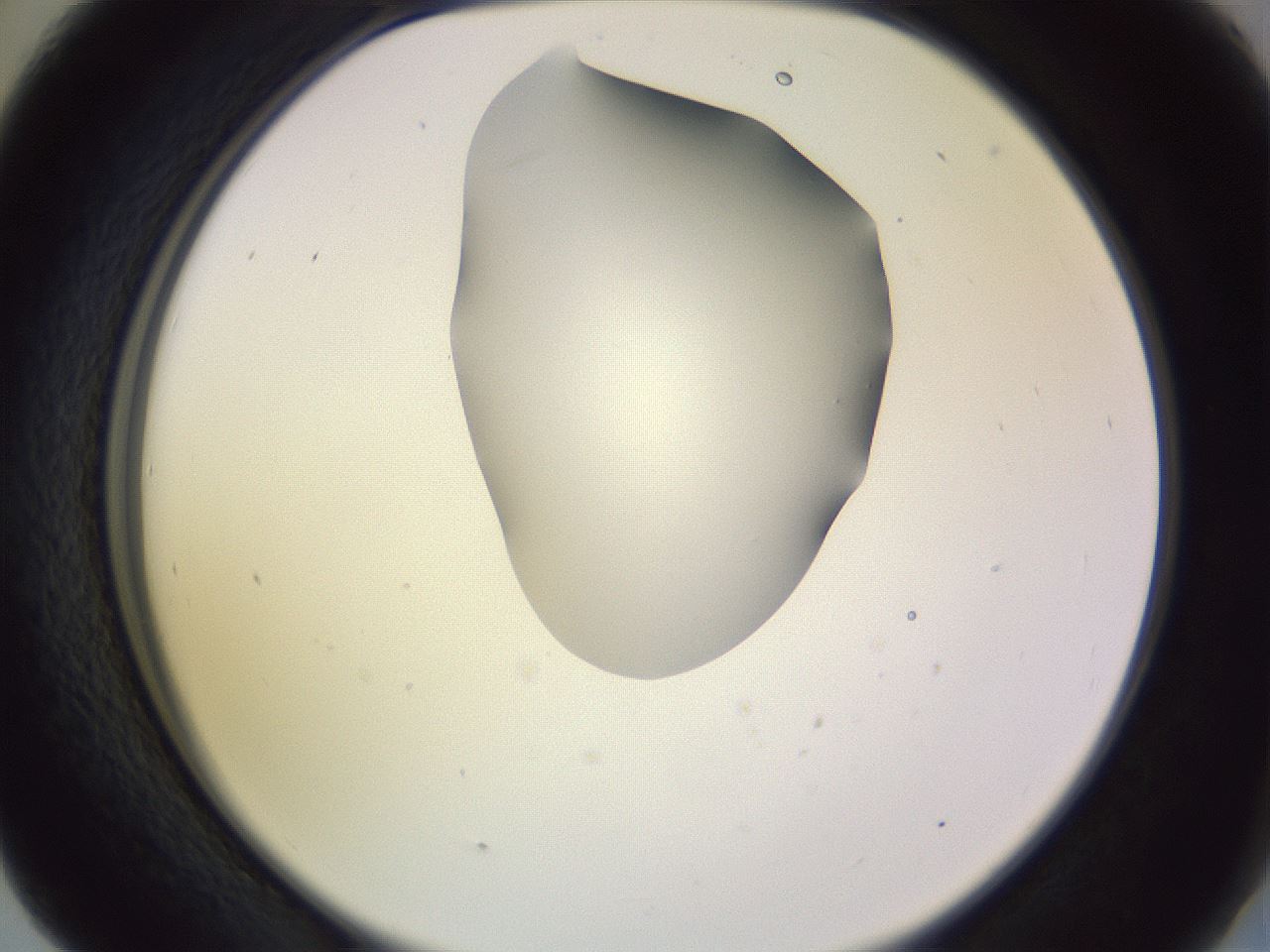 folderID278_plateID1278_batchID4168_wellNum41_profileID1_d2_r74185_ef.jpg