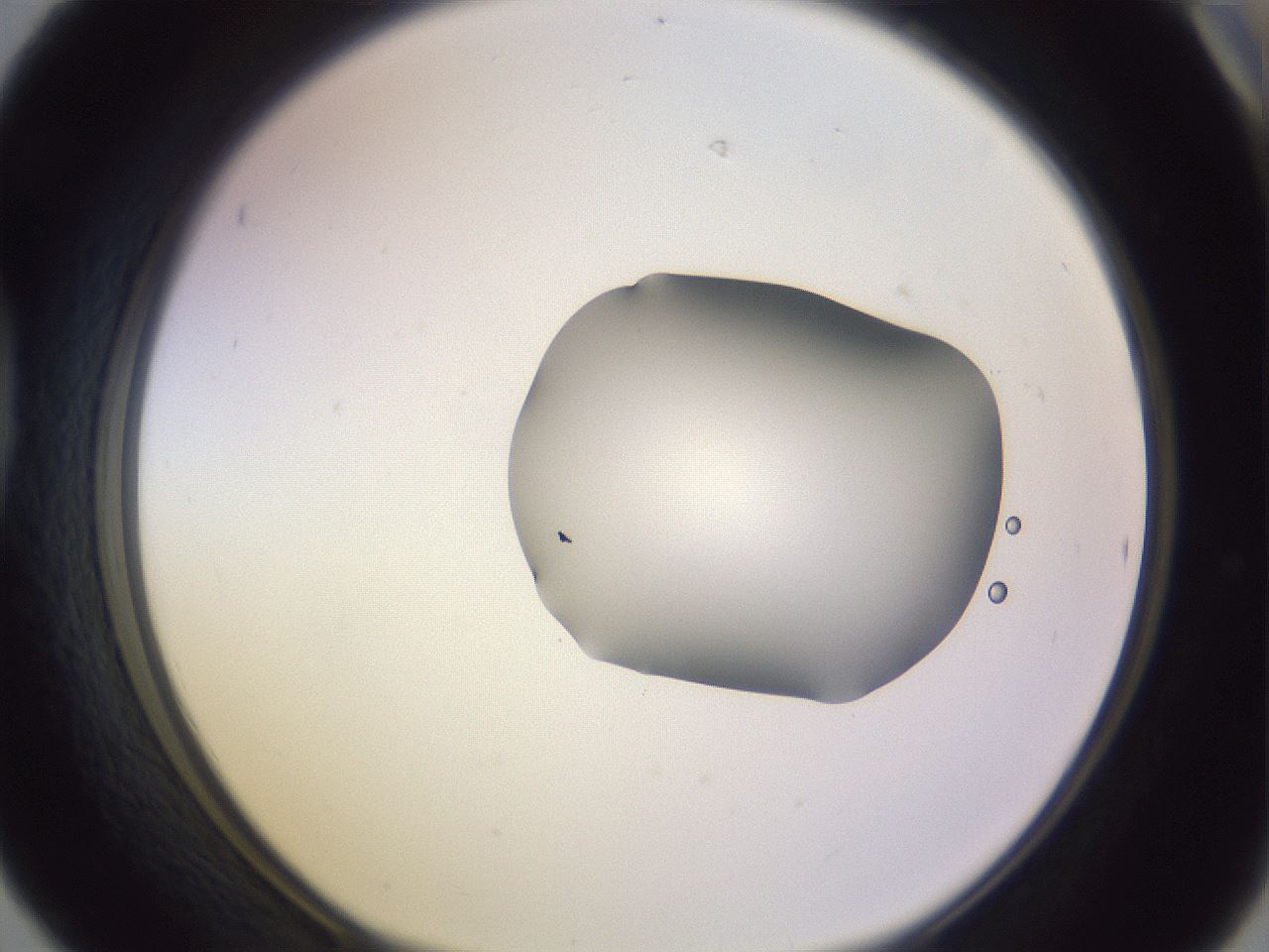 folderID278_plateID1278_batchID4168_wellNum42_profileID1_d1_r74186_ef.jpg