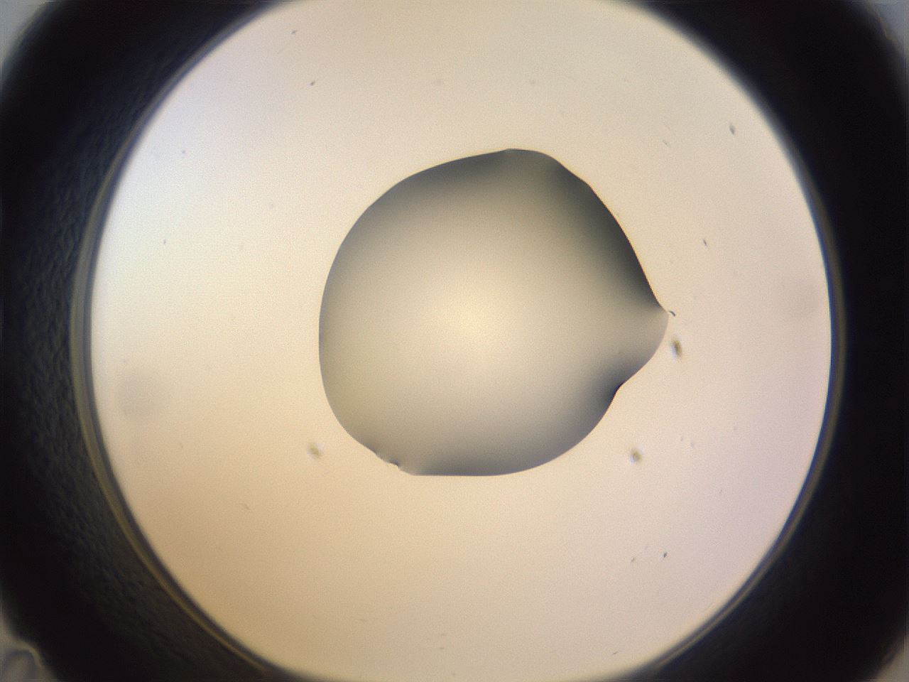 folderID278_plateID1278_batchID4168_wellNum35_profileID1_d1_r74172_ef.jpg