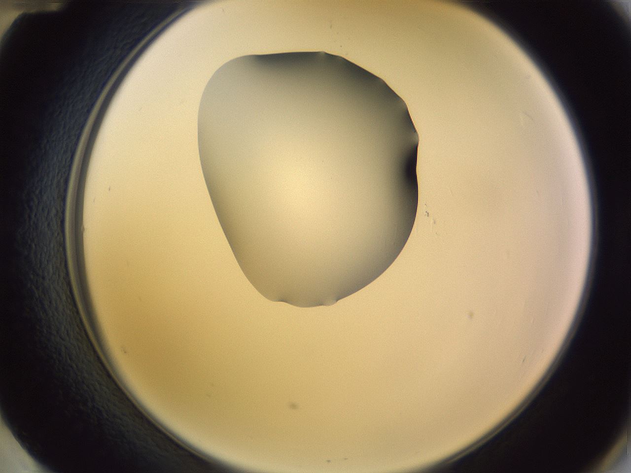 folderID278_plateID1278_batchID4168_wellNum60_profileID1_d2_r74223_ef.jpg