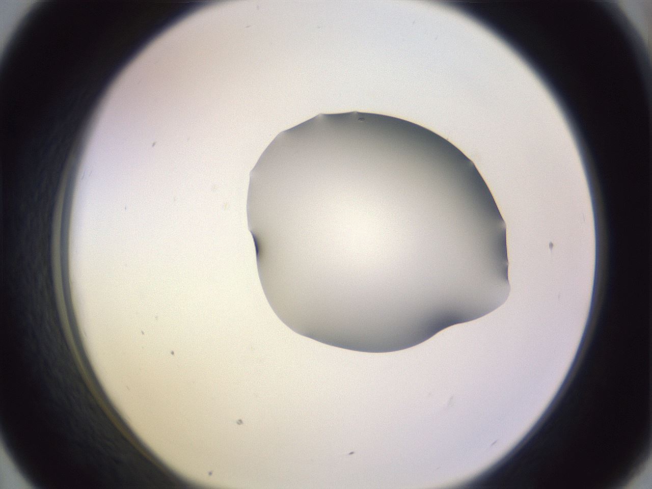 folderID278_plateID1278_batchID4168_wellNum43_profileID1_d1_r74188_ef.jpg