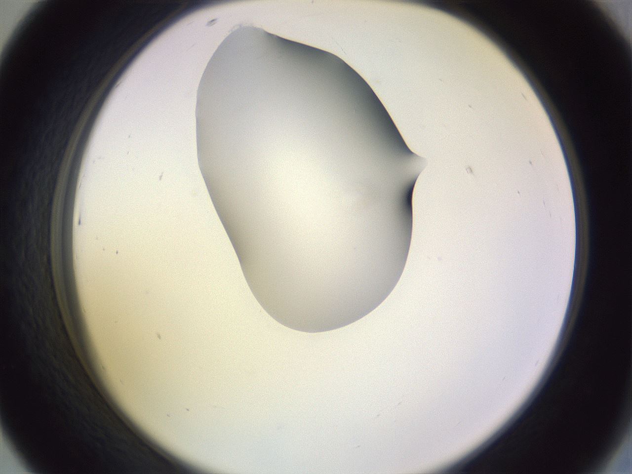 folderID278_plateID1278_batchID4168_wellNum43_profileID1_d2_r74189_ef.jpg