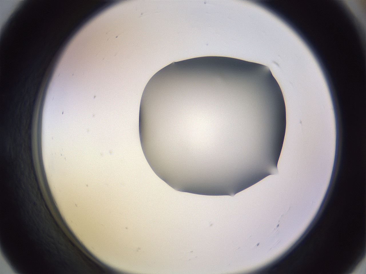 folderID278_plateID1278_batchID4168_wellNum55_profileID1_d1_r74212_ef.jpg