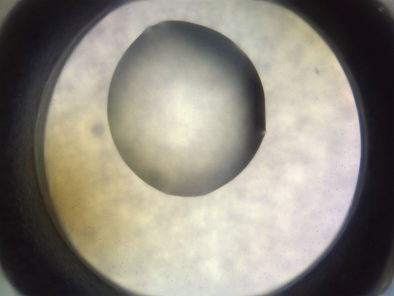 folderID278_plateID1278_batchID4168_wellNum57_profileID1_d2_r74217_ef.jpg