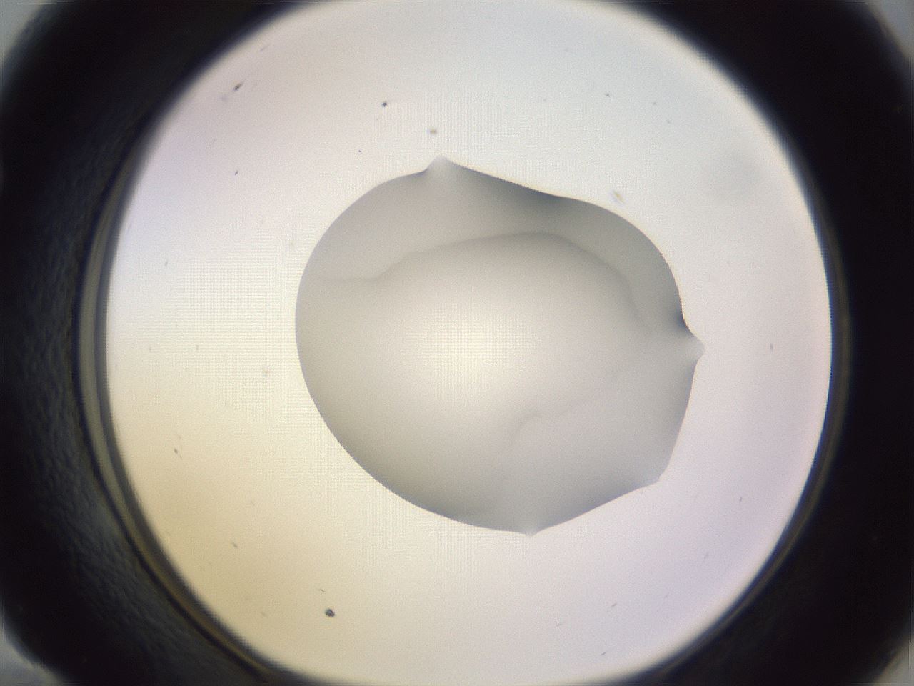 folderID278_plateID1278_batchID4168_wellNum58_profileID1_d1_r74218_ef.jpg