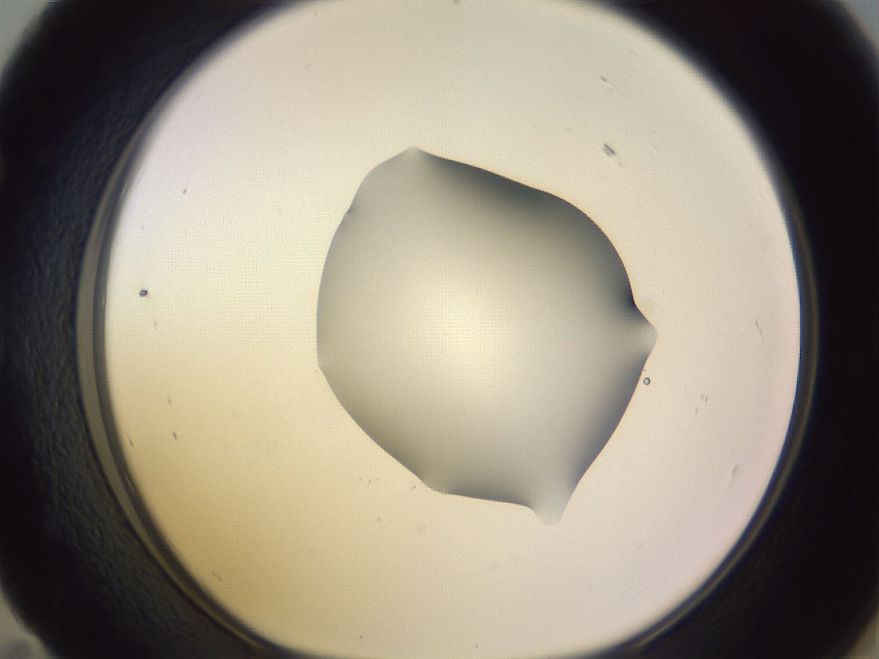 folderID278_plateID1278_batchID4168_wellNum59_profileID1_d1_r74220_ef.jpg
