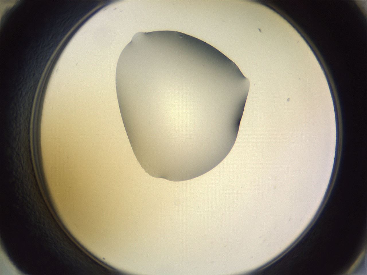 folderID278_plateID1278_batchID4168_wellNum59_profileID1_d2_r74221_ef.jpg