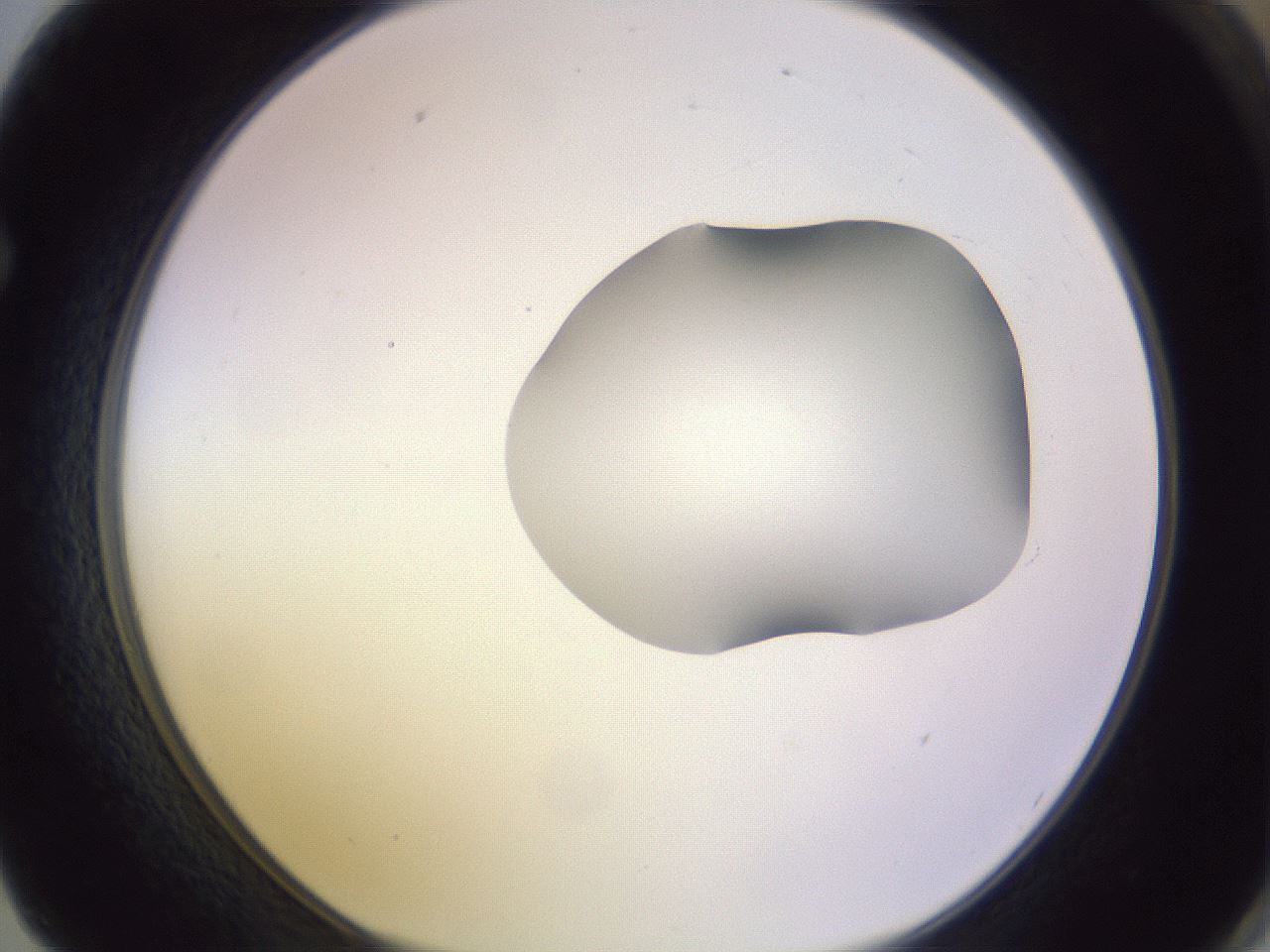folderID278_plateID1278_batchID4168_wellNum62_profileID1_d1_r74226_ef.jpg