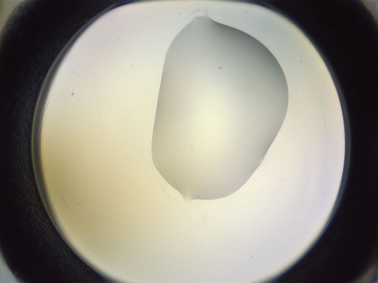 folderID278_plateID1278_batchID4168_wellNum62_profileID1_d2_r74227_ef.jpg