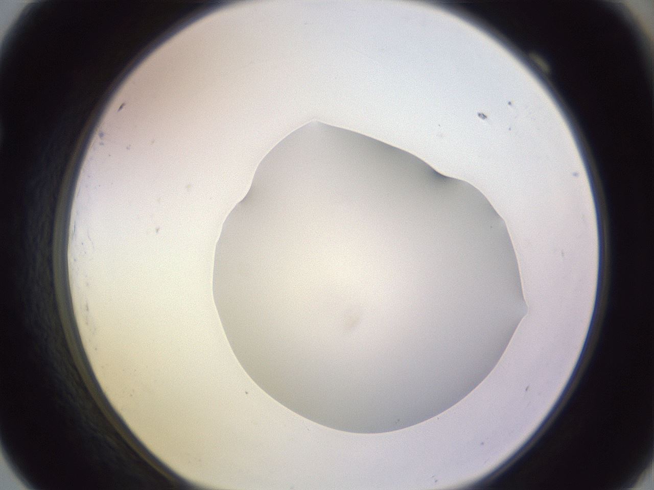 folderID278_plateID1278_batchID4168_wellNum69_profileID1_d1_r74240_ef.jpg