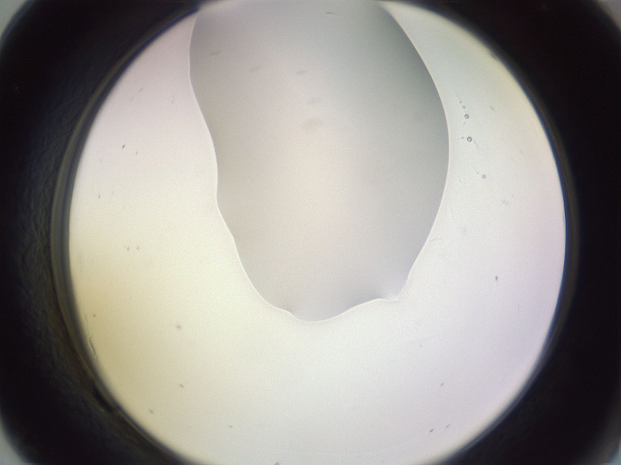 folderID278_plateID1278_batchID4168_wellNum69_profileID1_d2_r74241_ef.jpg
