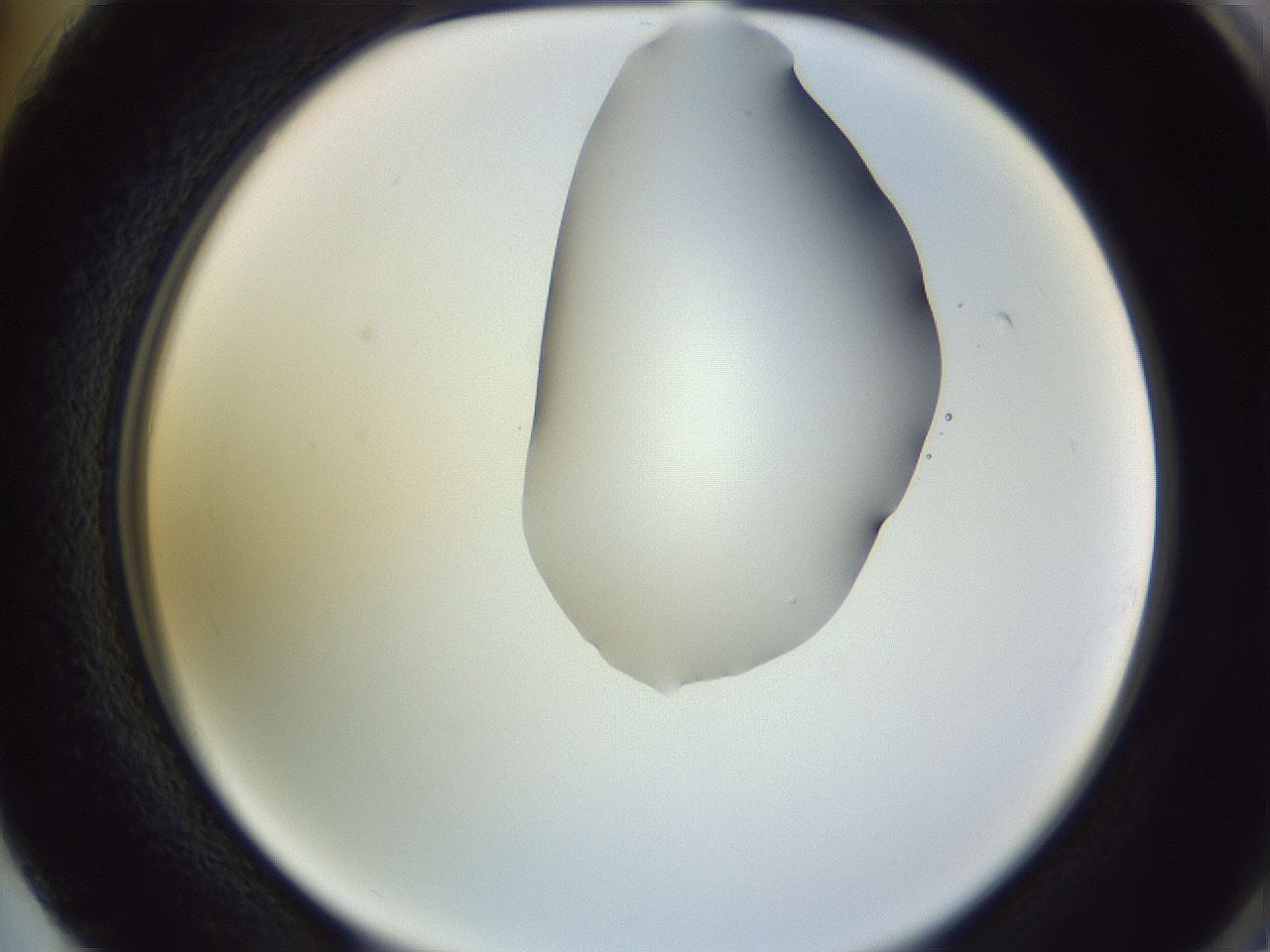 folderID278_plateID1278_batchID4168_wellNum74_profileID1_d2_r74251_ef.jpg