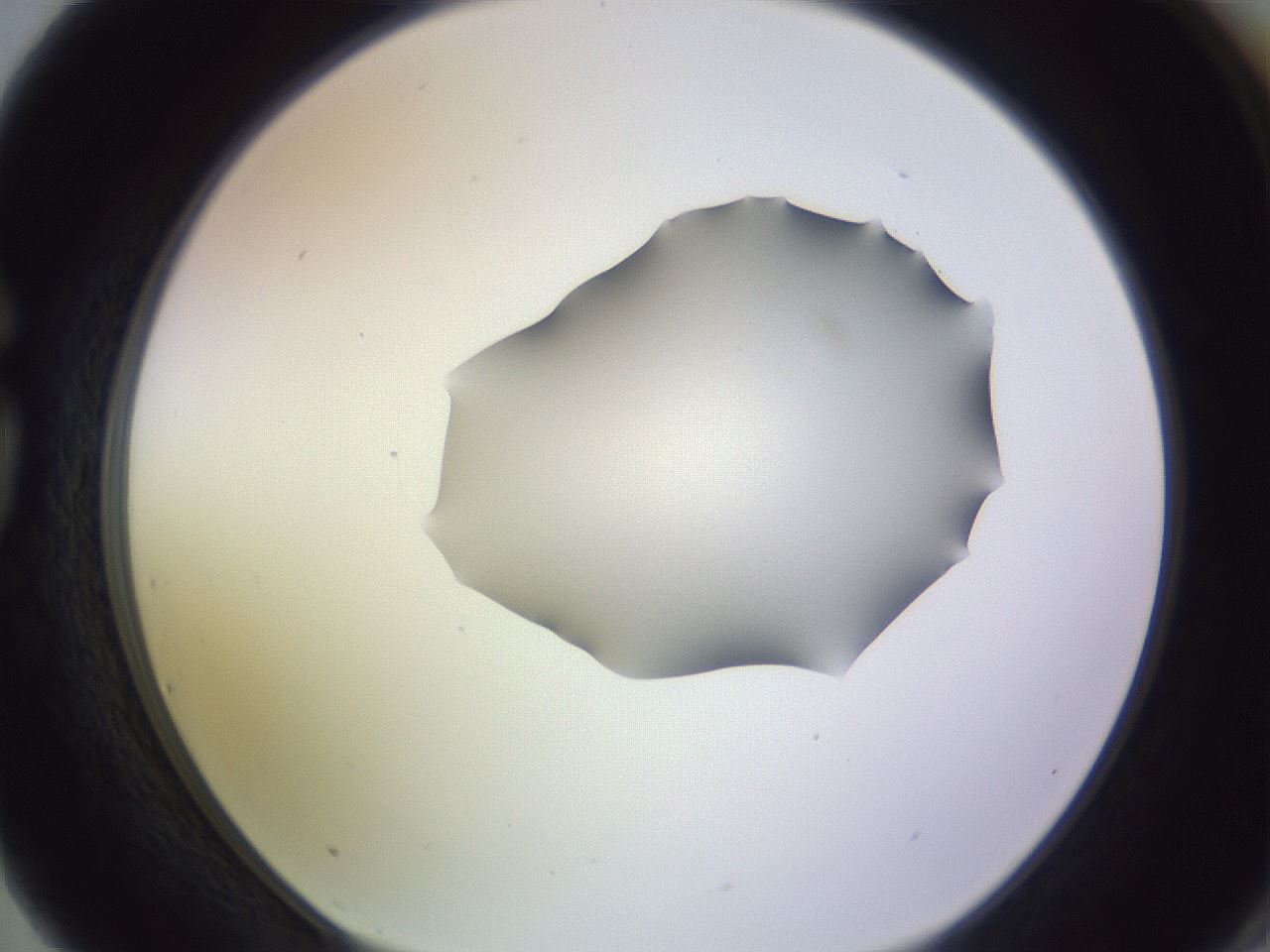 folderID278_plateID1278_batchID4168_wellNum75_profileID1_d1_r74252_ef.jpg