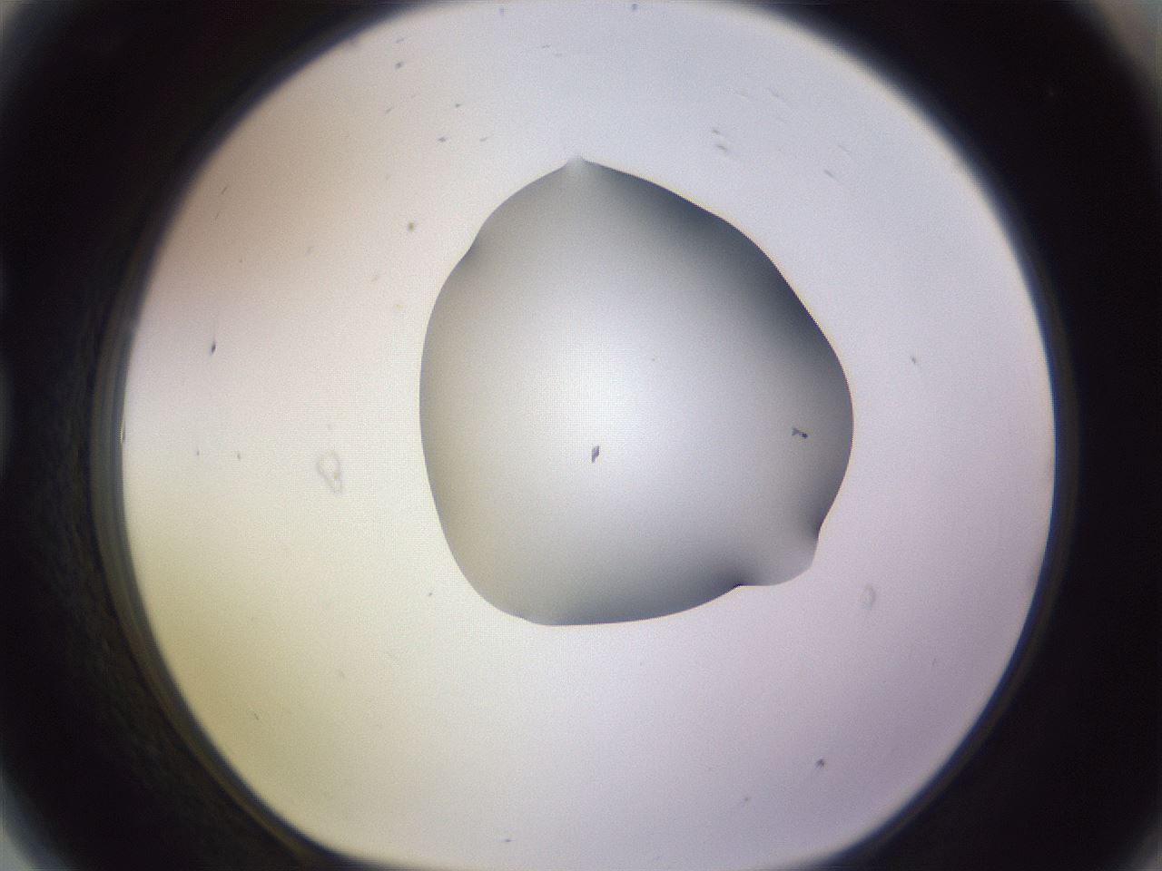 folderID278_plateID1278_batchID4168_wellNum81_profileID1_d1_r74264_ef.jpg