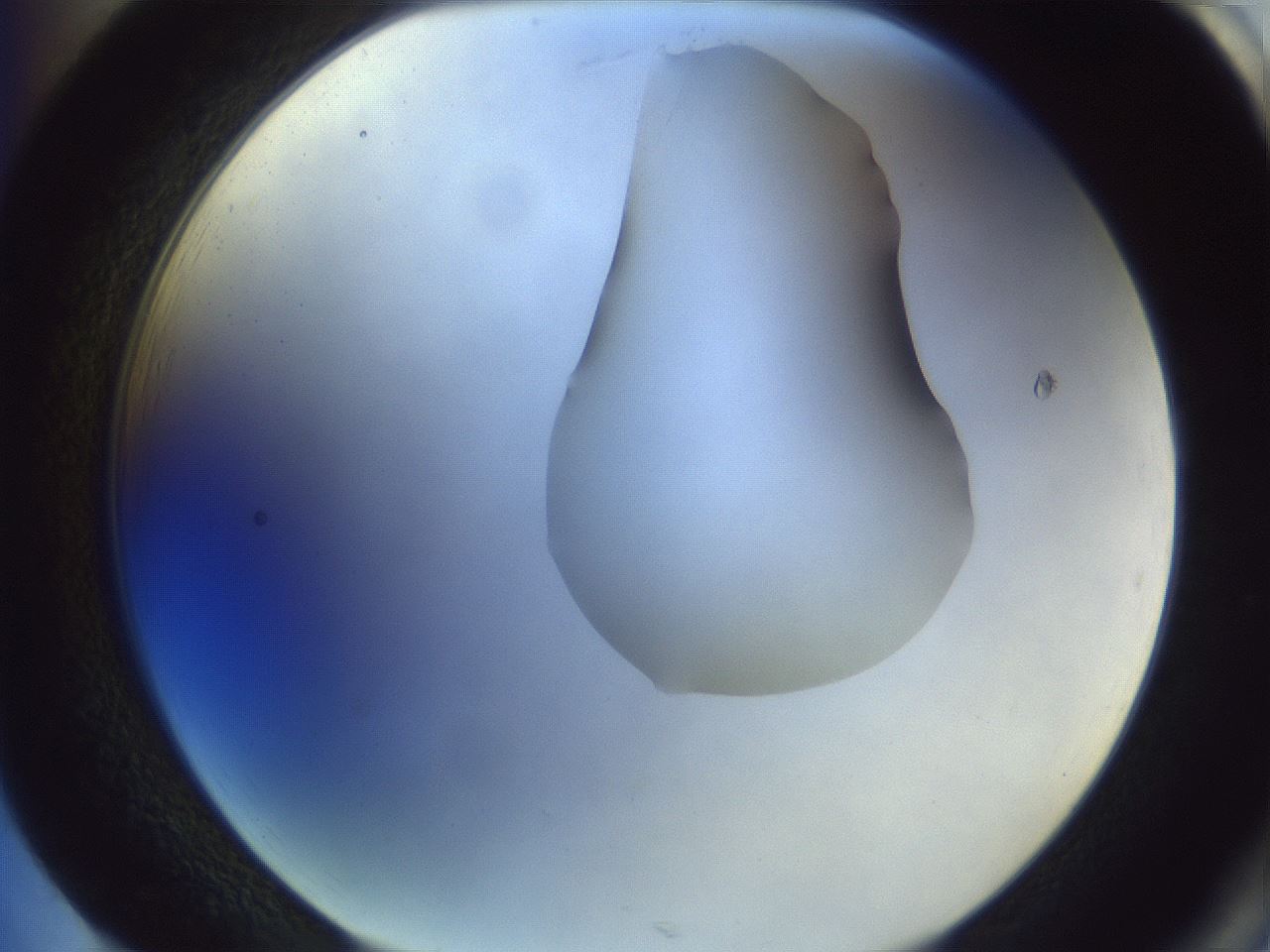 folderID278_plateID1278_batchID4168_wellNum85_profileID1_d2_r74273_ef.jpg