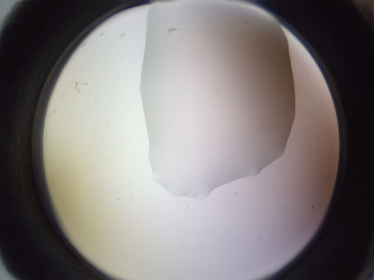 folderID278_plateID1278_batchID4168_wellNum92_profileID1_d2_r74287_ef.jpg