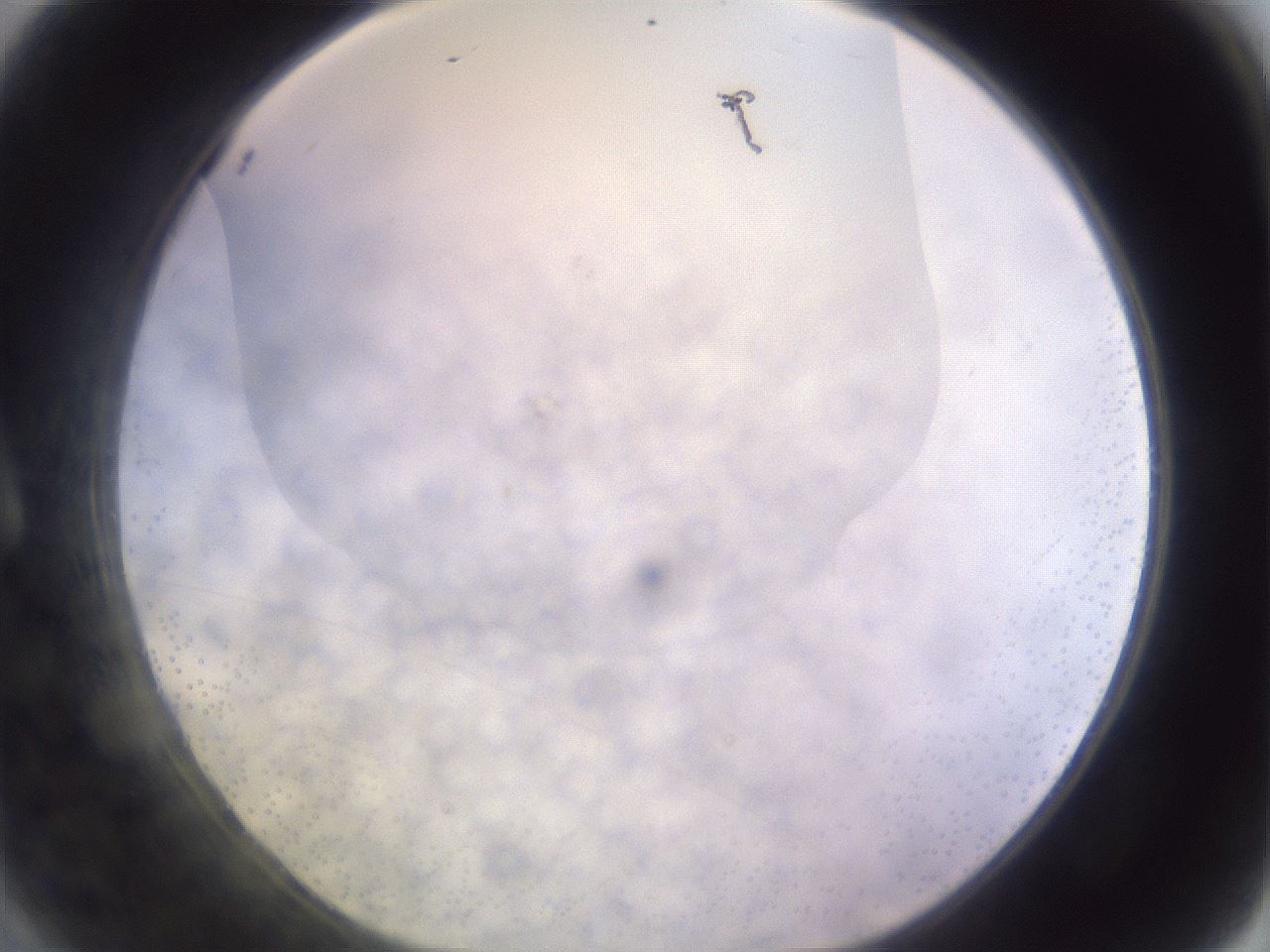 folderID278_plateID1278_batchID4168_wellNum9_profileID1_d1_r74120_ef.jpg