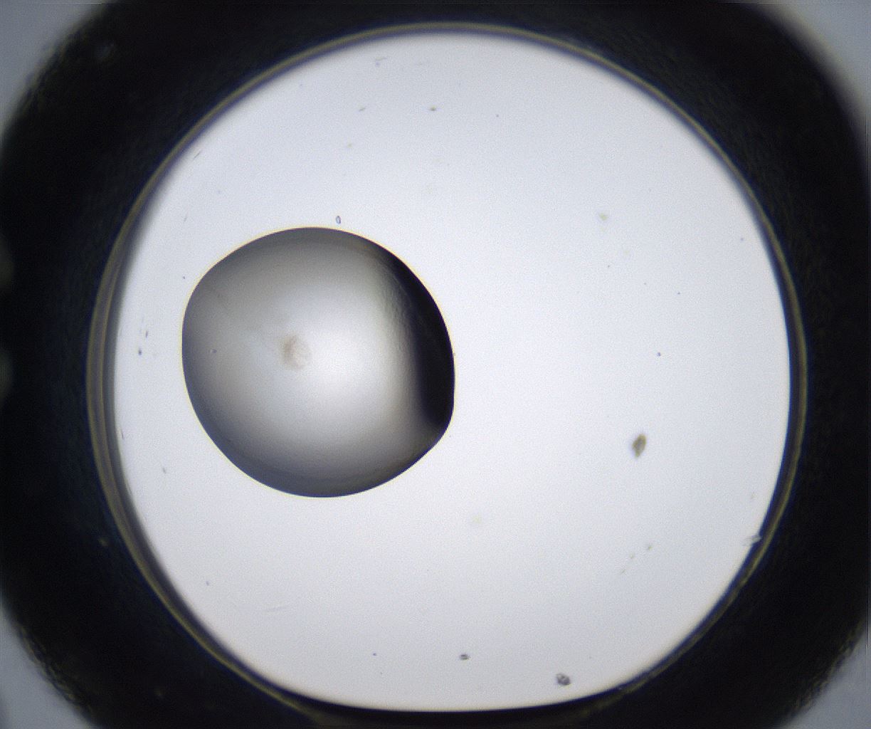 folderID278_plateID2278_batchID10787_wellNum32_profileID1_d1_r158892_ef.jpg