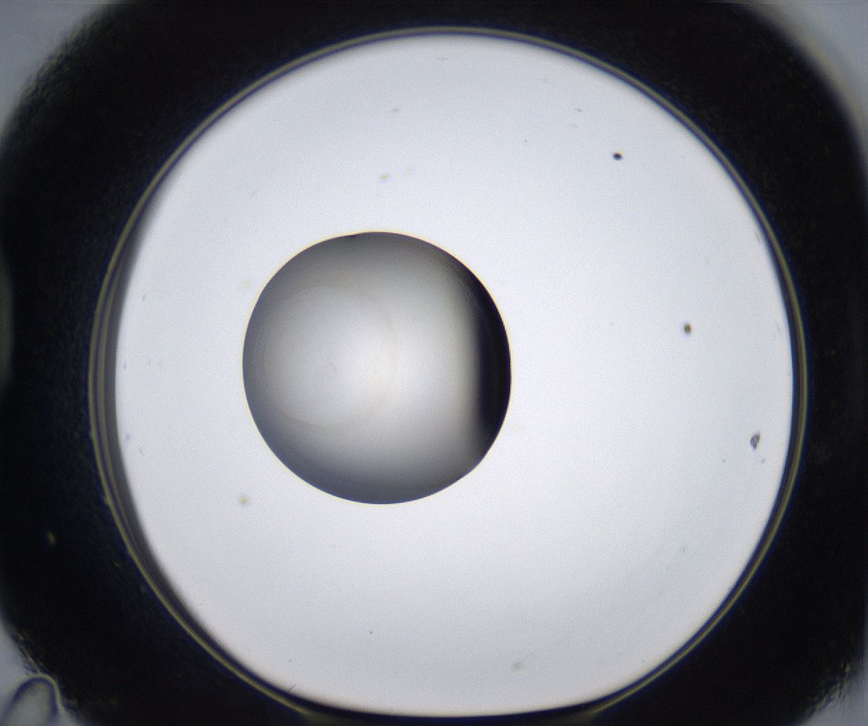 folderID278_plateID2278_batchID10787_wellNum47_profileID1_d1_r158922_ef.jpg