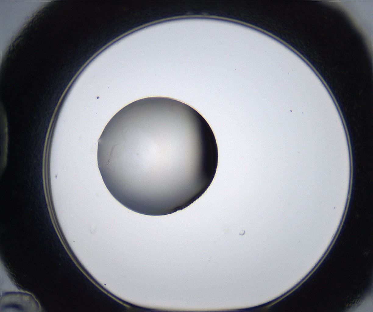 folderID278_plateID2278_batchID10787_wellNum48_profileID1_d1_r158924_ef.jpg