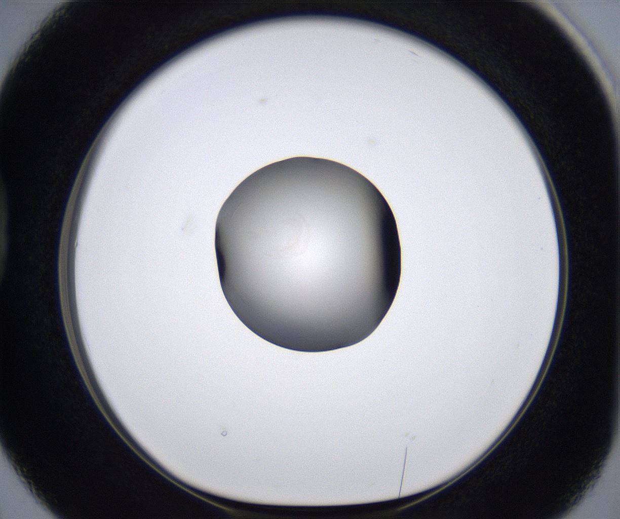 folderID278_plateID2278_batchID10787_wellNum38_profileID1_d1_r158904_ef.jpg