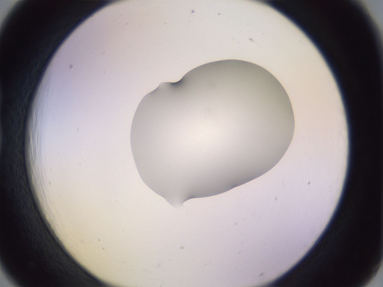 folderID279_plateID1279_batchID4171_wellNum18_profileID1_d1_r74906_ef.jpg