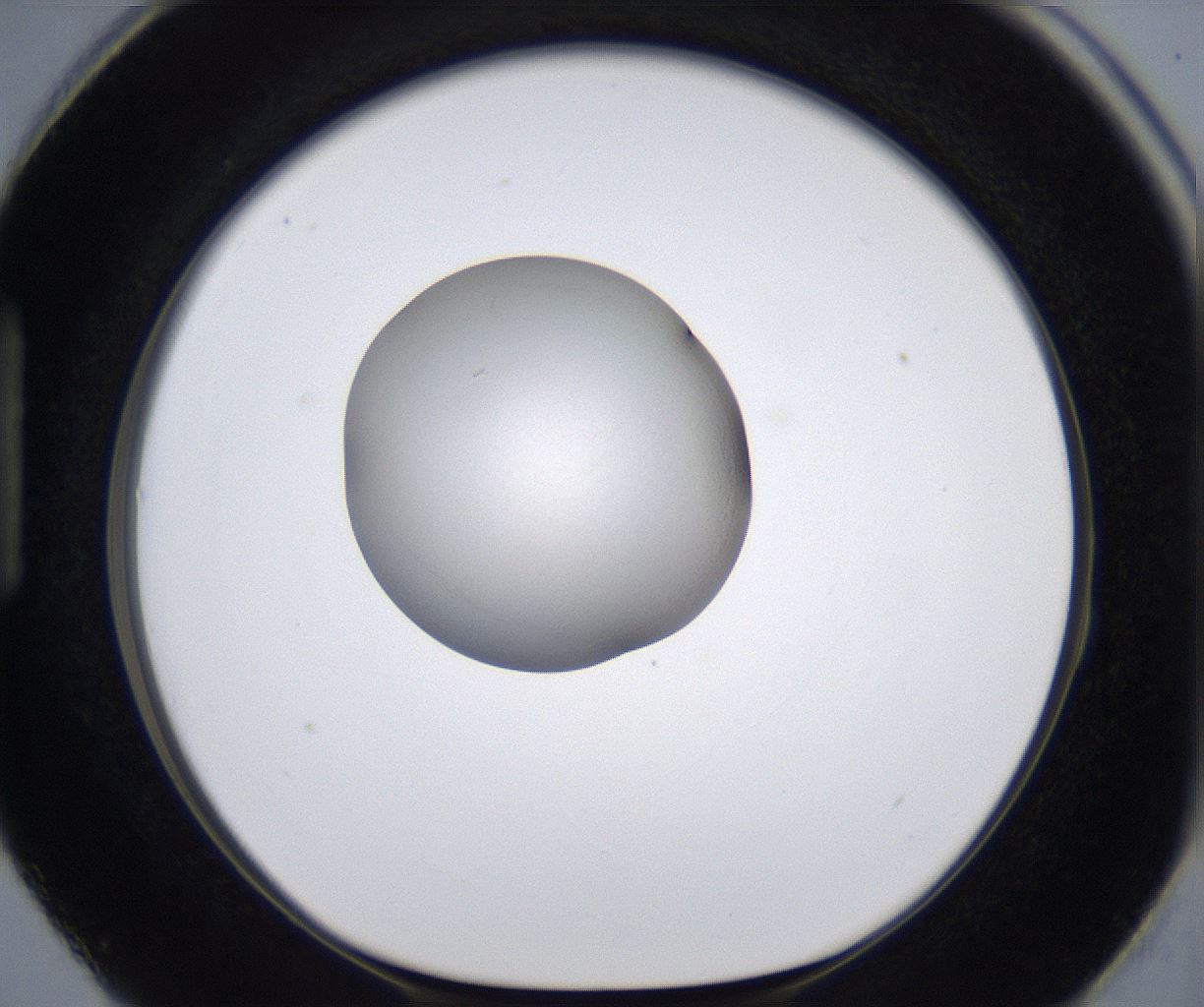 folderID278_plateID2278_batchID10787_wellNum87_profileID1_d1_r159002_ef.jpg