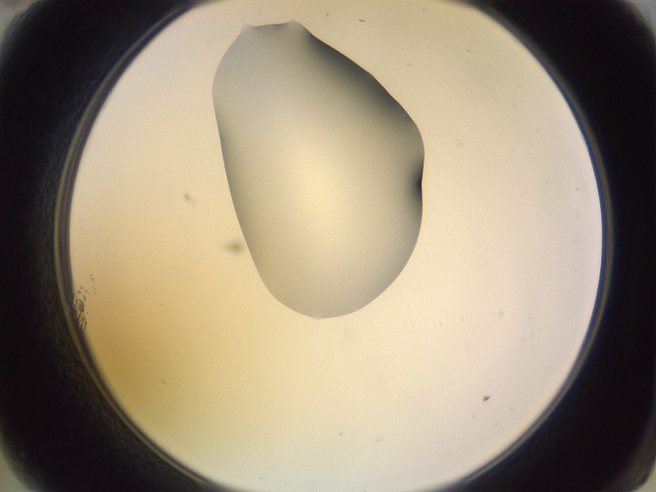 folderID279_plateID1279_batchID4171_wellNum11_profileID1_d2_r74893_ef.jpg