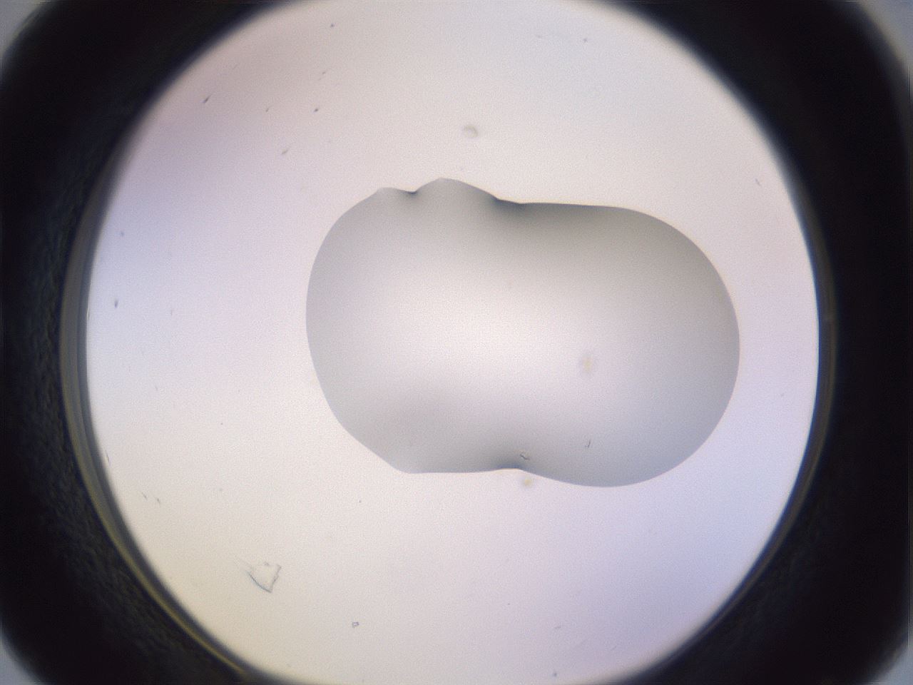 folderID279_plateID1279_batchID4171_wellNum16_profileID1_d1_r74902_ef.jpg