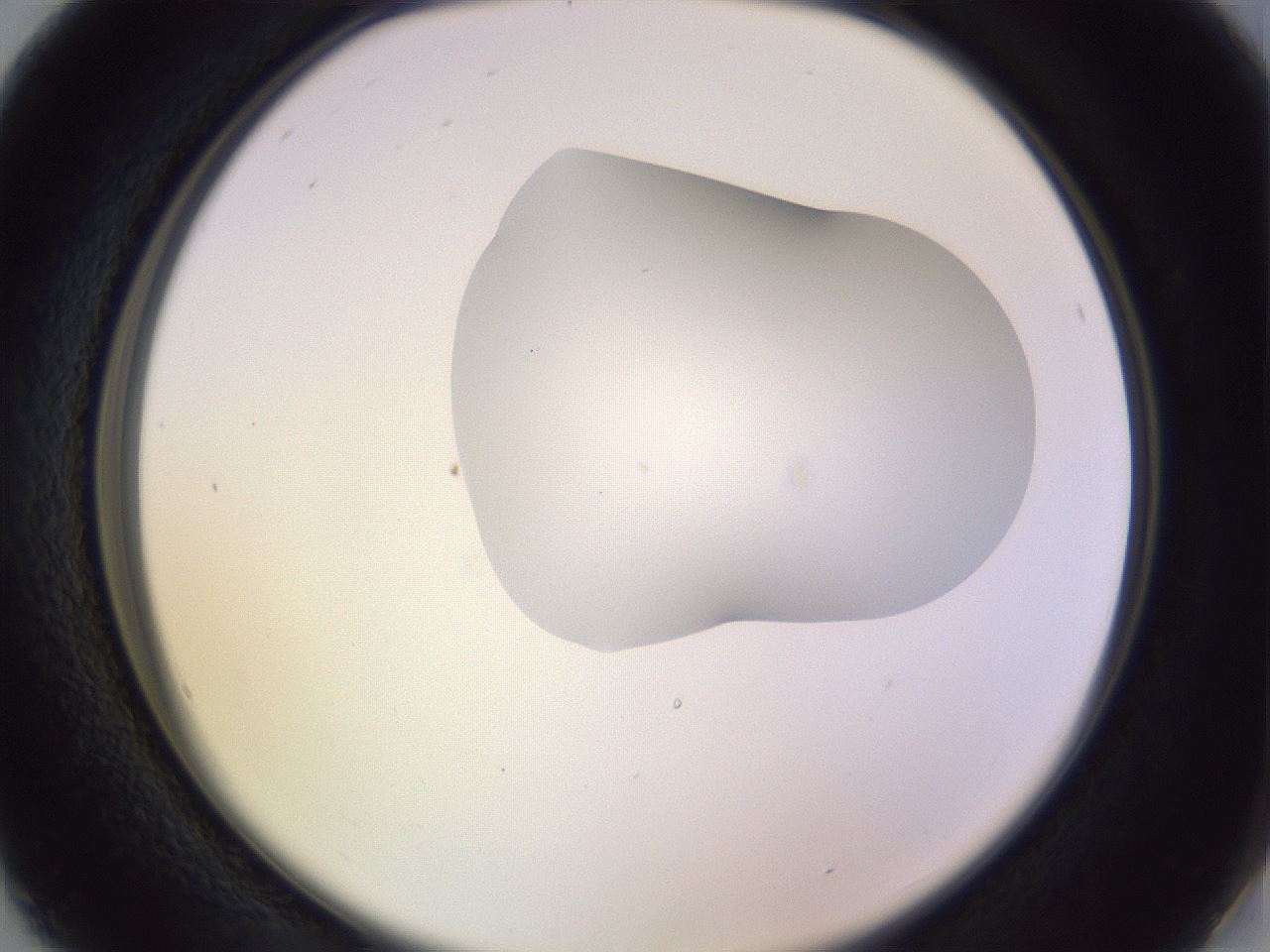 folderID279_plateID1279_batchID4171_wellNum16_profileID1_d2_r74903_ef.jpg