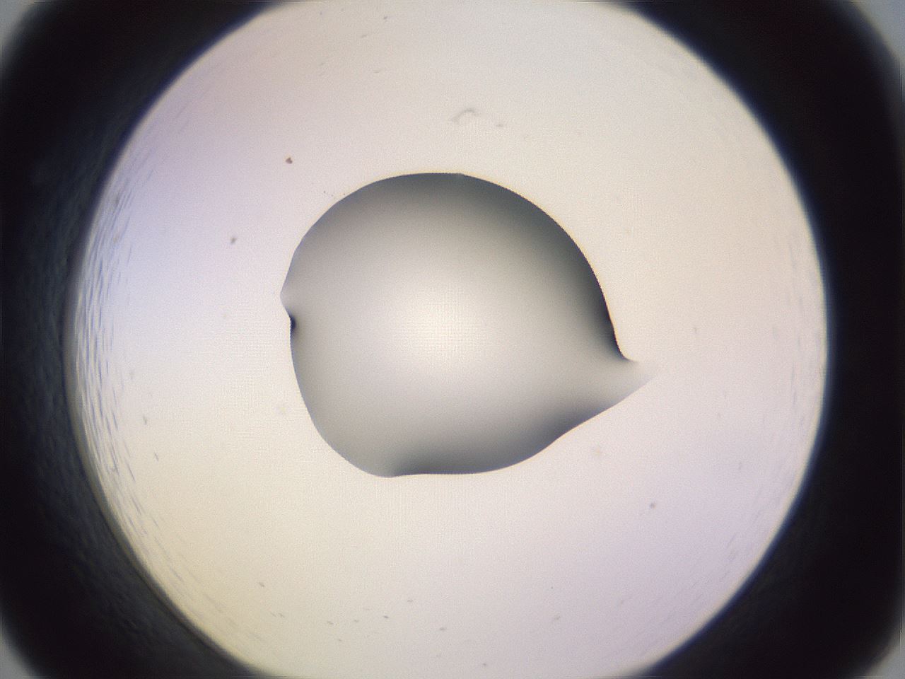 folderID279_plateID1279_batchID4171_wellNum19_profileID1_d1_r74908_ef.jpg